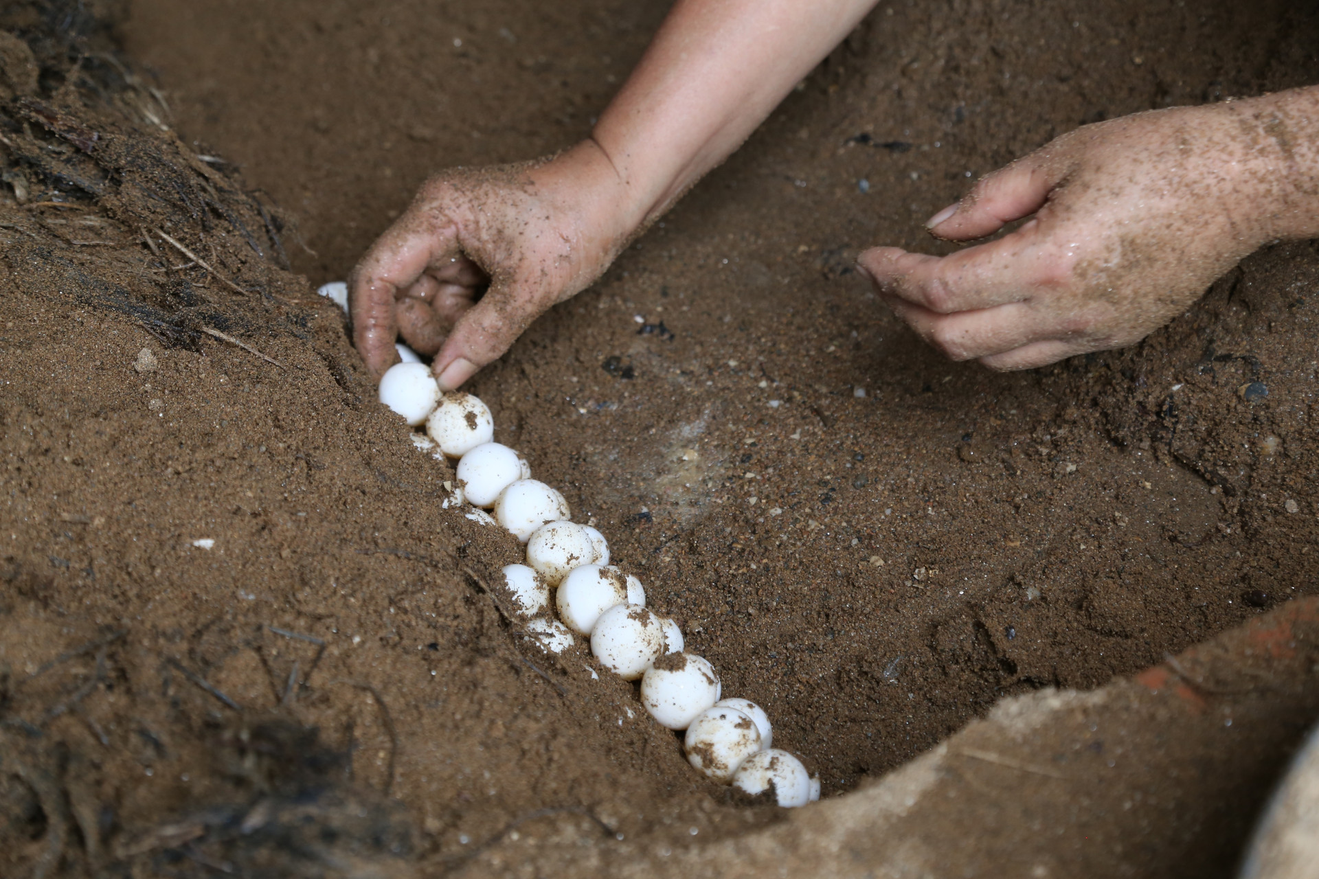 Trứng ba ba gai được vùi dưới cát, tưới nước lên để đảm bảo độ ẩm ấp nở.