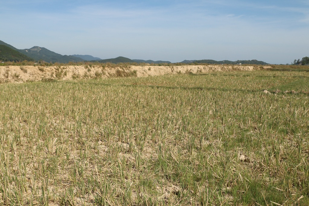 1.Tình trạng nắng nóng suốt 2 tháng qua đã làm hơn 13 ngàn ha lúa hè thu trên toàn tỉnh Nghệ An hạn nặng.