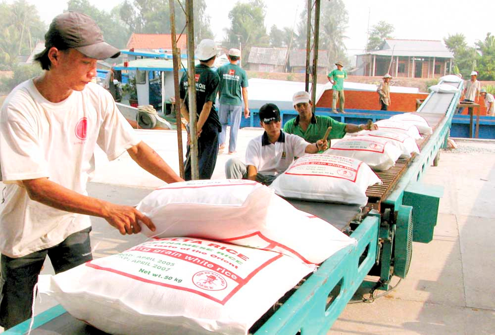Liên kết chuỗi là một yếu tố quan trọng trong việc xây dựng thương hiệu gạo Việt.