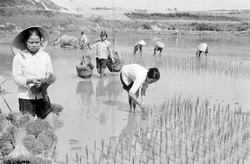 Vụ mùa tại HTX Cao Phong, huyện Lập Thạch, tỉnh Vĩnh Phú năm 1985 