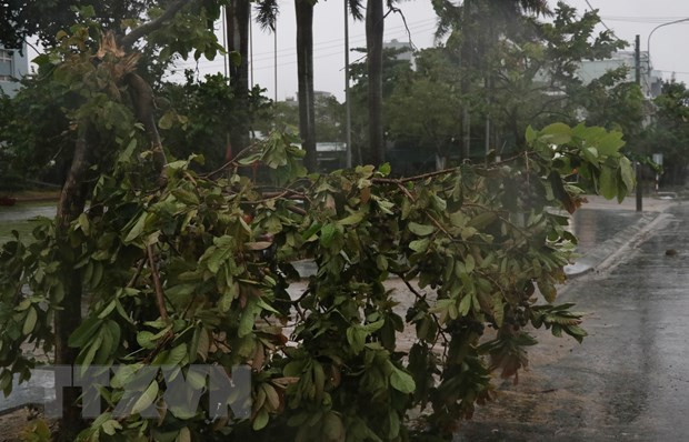 Một số cây xanh trên địa bàn thành phố Tuy Hòa, Phú Yên bị ngã đỗ. (Ảnh: Phạm Cường/TTXVN).