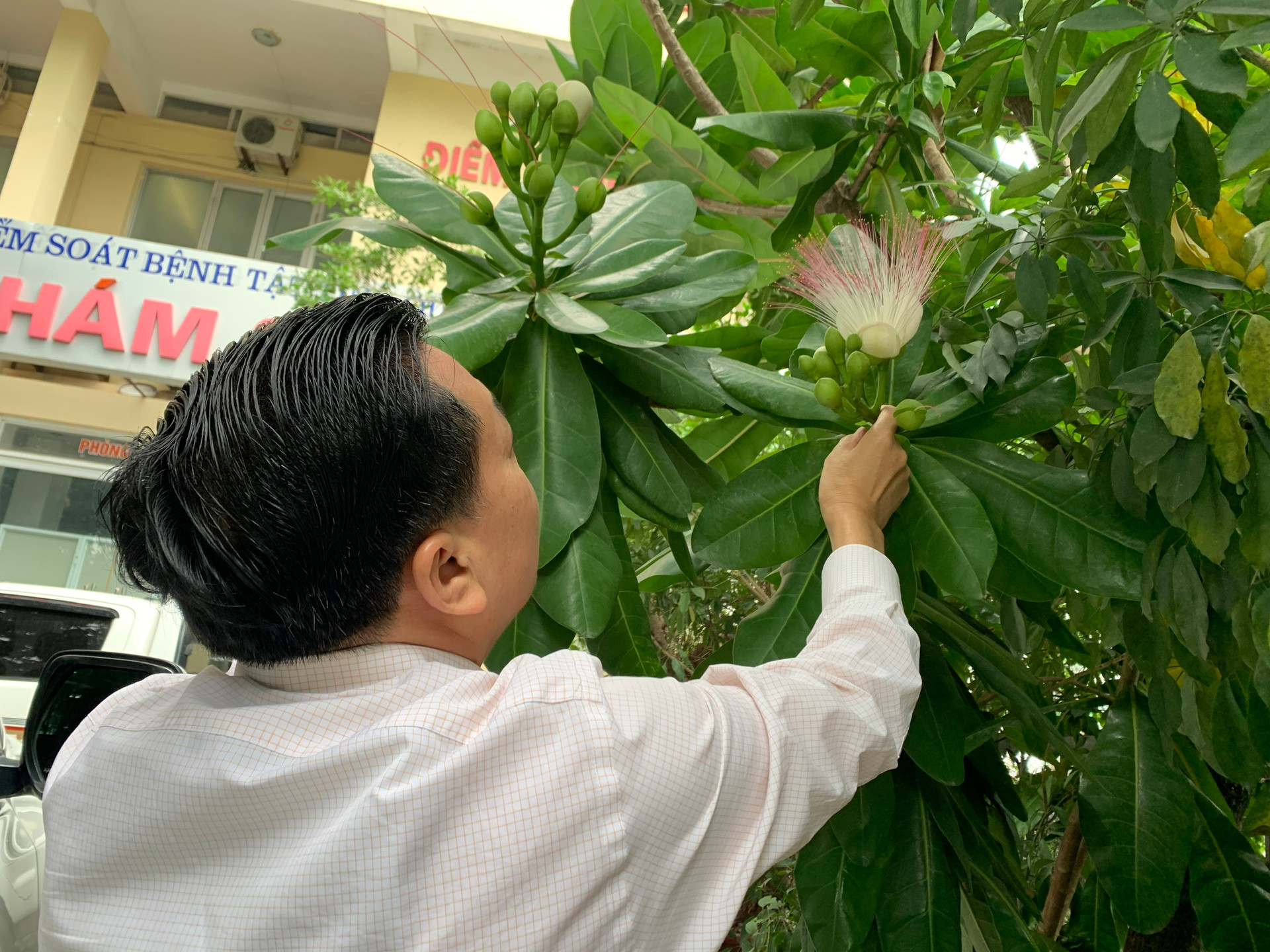 Anh Ninh Văn Chủ, Giám đốc CDC Quảng Ninh luôn giữ gìn, chăm sóc những cây bàng vuông Trường Sa.