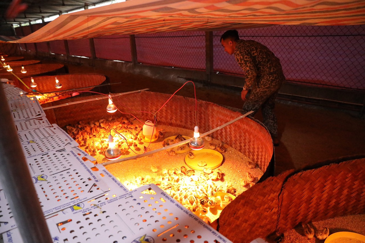 Mô hình chăn nuôi gà để nhân rộng sau lũ ở xã Thạch Trị, huyện Thạch Hà, Hà Tĩnh.