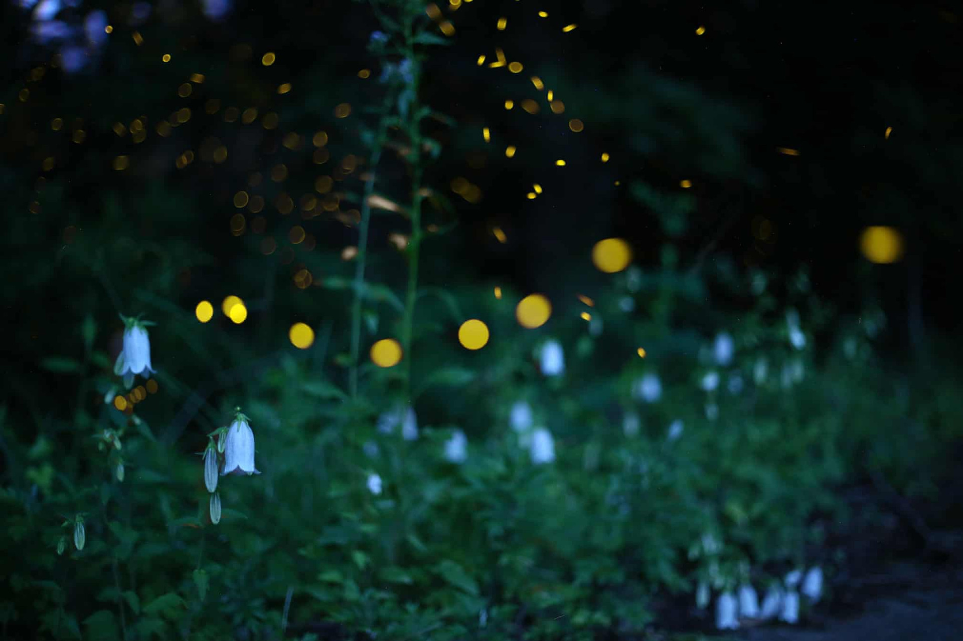 Đom đóm bay bên những bông hoa đèn lồng. (Ảnh: Kei Nomiyama/The Guardian).