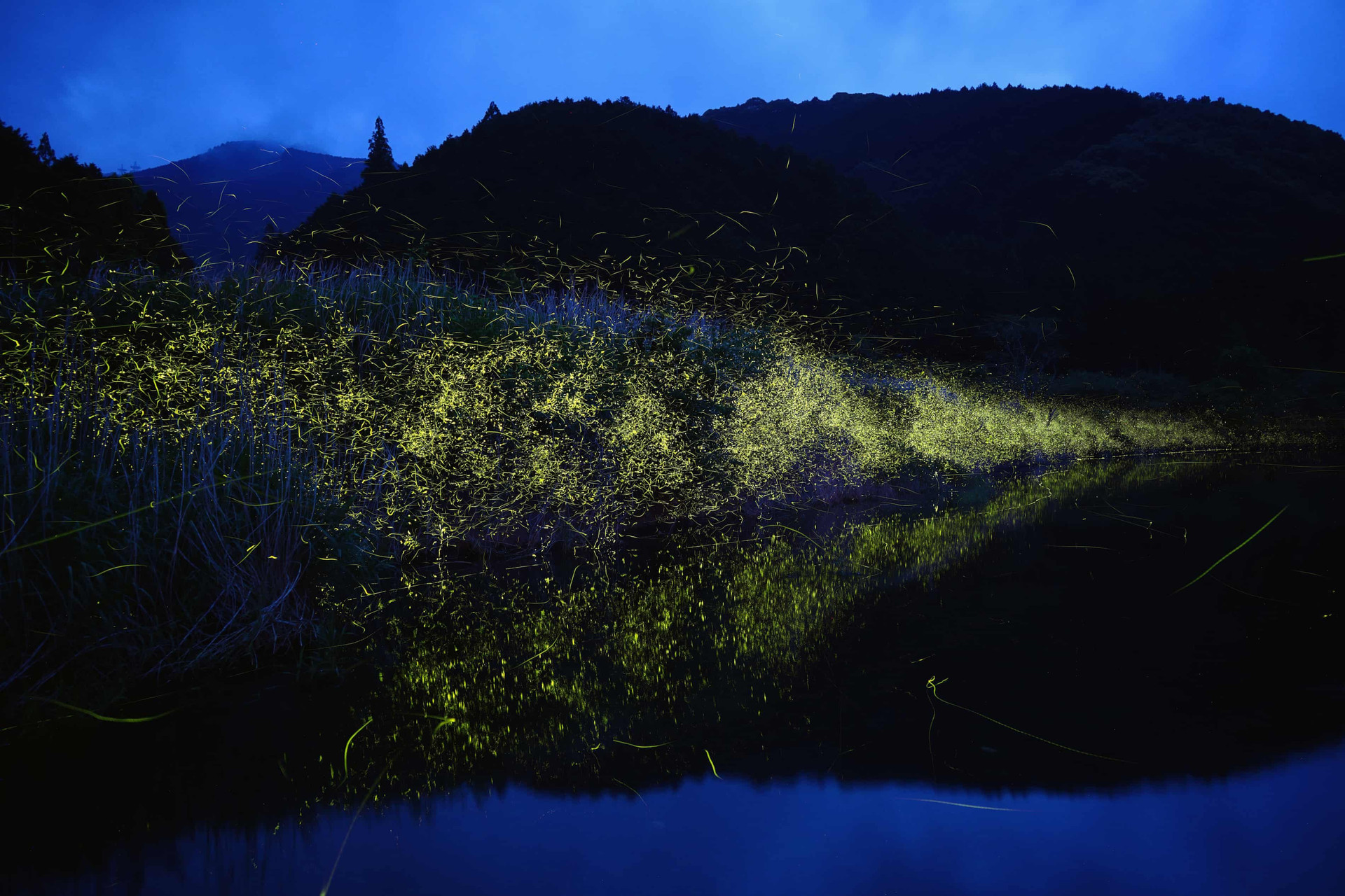 Bức ảnh ghi lại hình ảnh những chú đom đóm bay trên mặt nước. Vệt sáng mà những chú đom đóm tạo ra có thể kéo dài tới vài trăm mét khi được lưu lại bằng phương pháp phơi sáng lâu. (Ảnh: Kei Nomiyama/The Guardian).