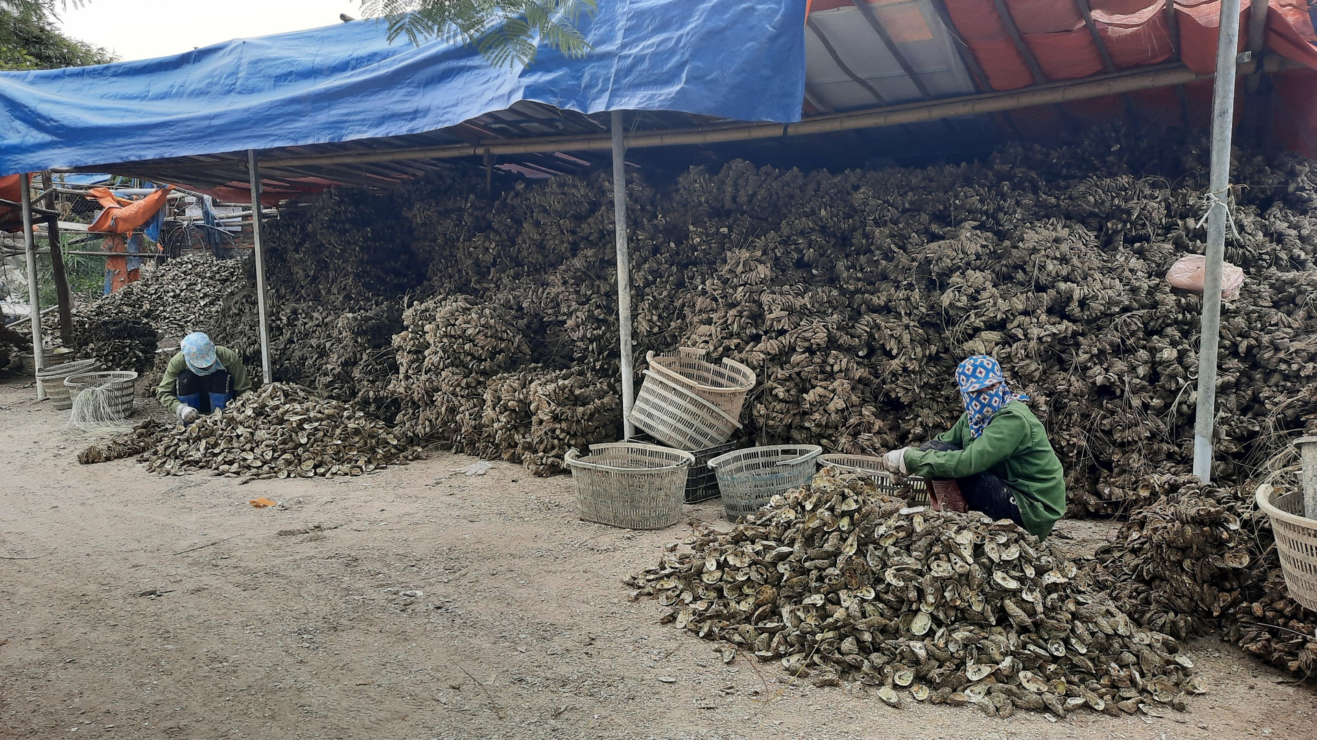 Một cơ sở khai thác hàu tại thị trấn Cái Rồng (huyện Vân Đồn, tỉnh Quảng Ninh)