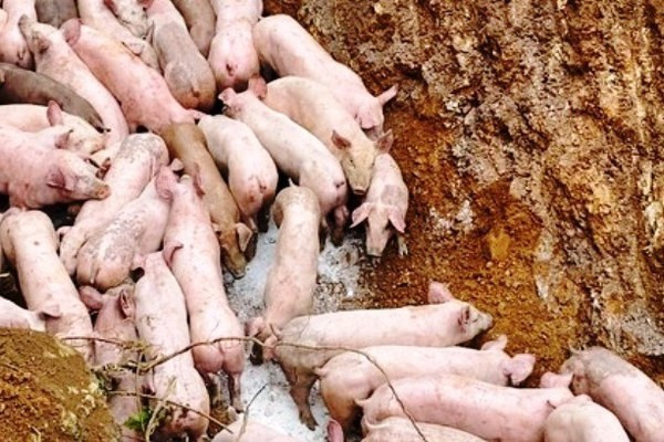 Hàng trăm con lợn bị vứt bỏ, trong đó nhiều con đã chết. Ảnh: Minh Thái