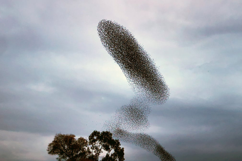 Những con chim sáo đá tụ tập thành một bầy lớn bay lượn trên bầu trời ở Peloponnese, Hy Lạp. Ảnh: Bougiotis Vangelis/EPA.