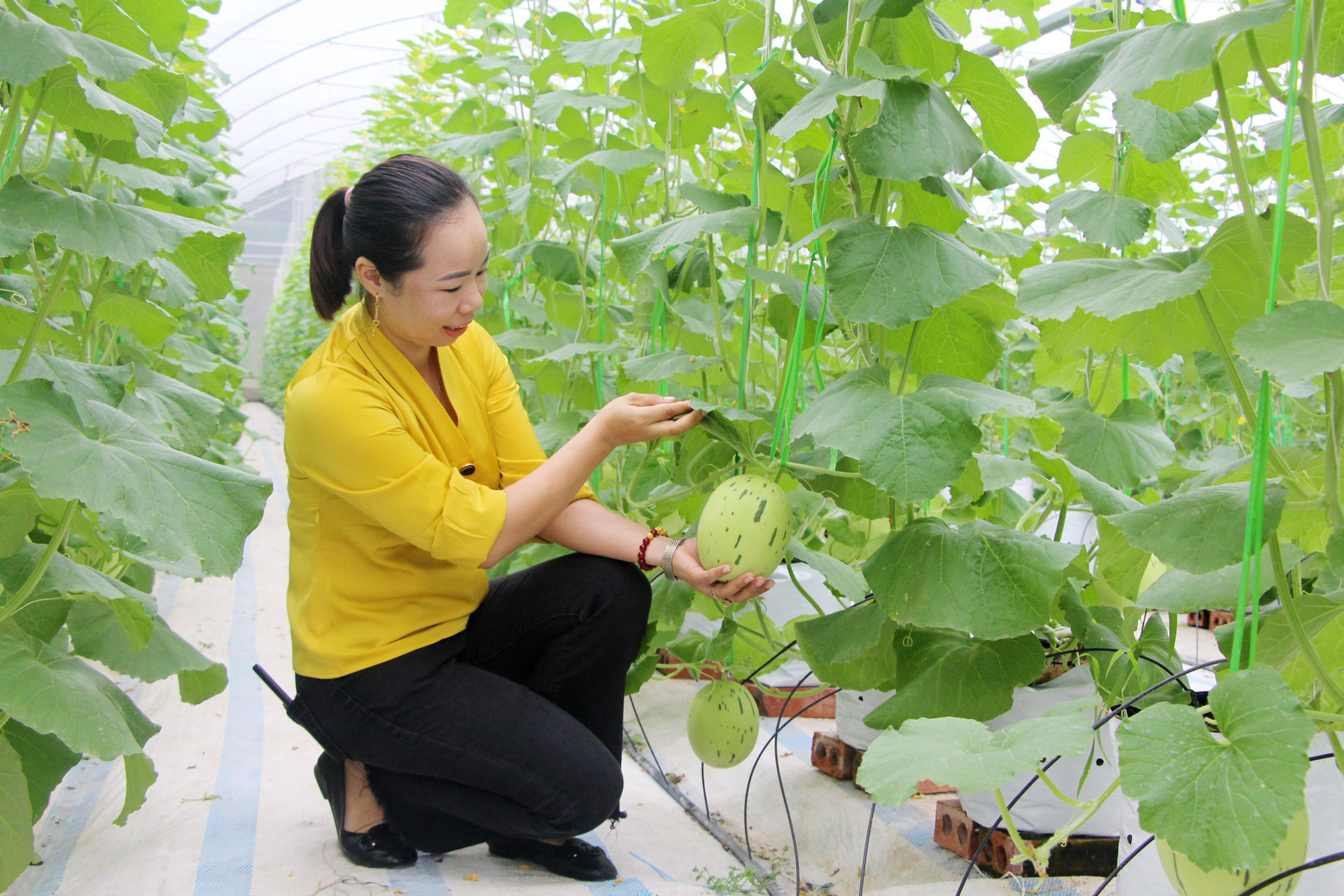 Mô hình trồng dưa trong nhà màng của Công ty CP Thương mại và Xây dựng Đầm Hà (xã Quảng Tân, huyện Đầm Hà) cho năng suất cao. Ảnh: THU CHUNG