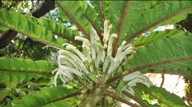 Hình ảnh loài hoa Cyanea heluensis.