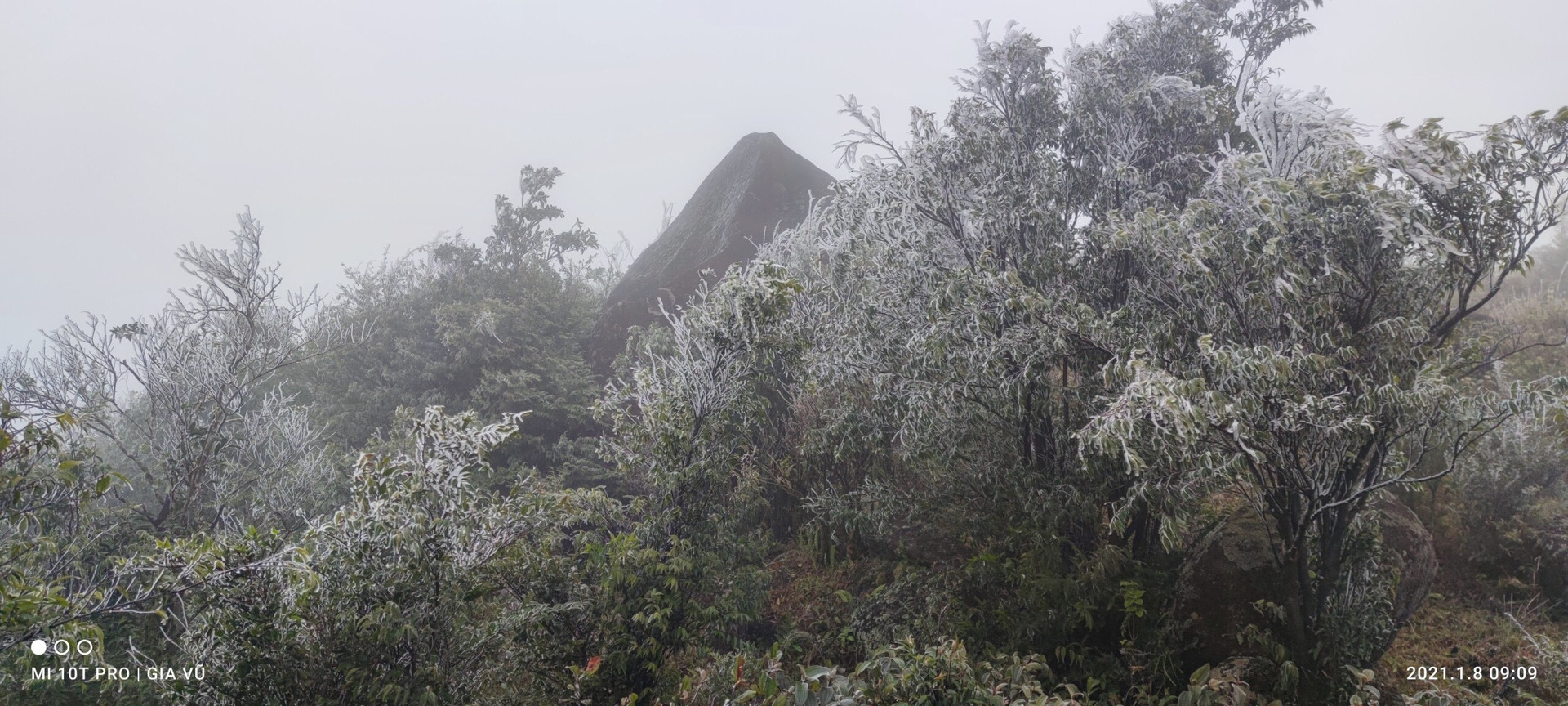 Các đỉnh núi cao thuộc dãy Cao Ly (huyện Bình Liêu), từ khoảng 9h sáng 8/1, đã bắt đầu xuất hiện băng đá phủ kín các cành cây, ngọn cỏ.