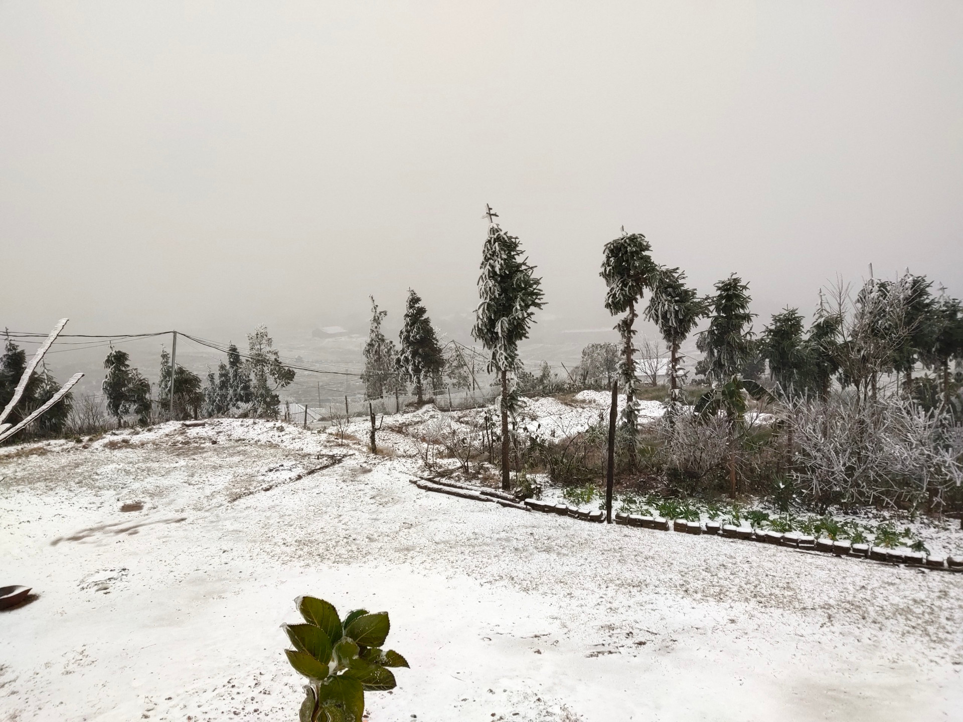 Nhiều thôn ở xã Y Tý tuyết rơi trắng xóa như: Mò Phú chải, Phìn Hồ, Trung Chải, Phan Cán Sử...