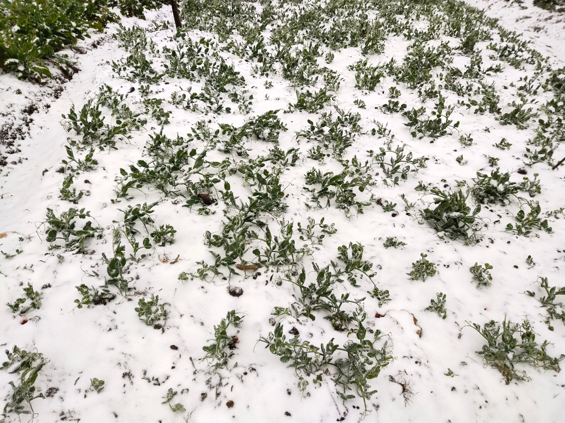 Tuyết tạo thành lớp dày phủ kín những bãi cỏ trên mặt đất.