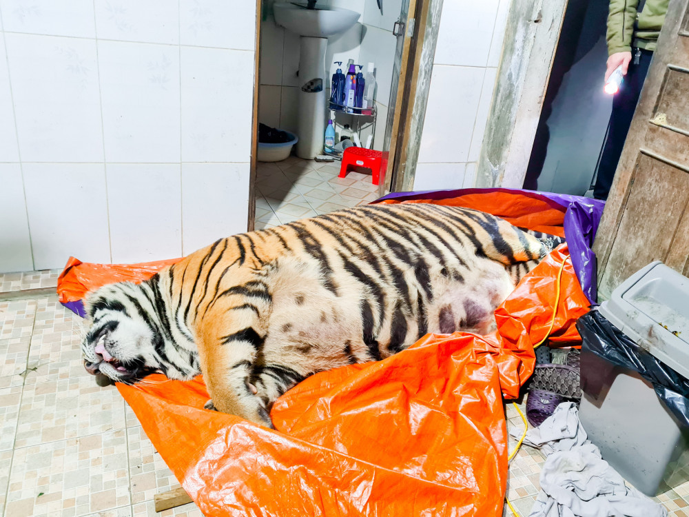 Cá thể hổ nằm bất động trong nhà vệ sinh của gia chủ Đinh Nhật Nghệ.