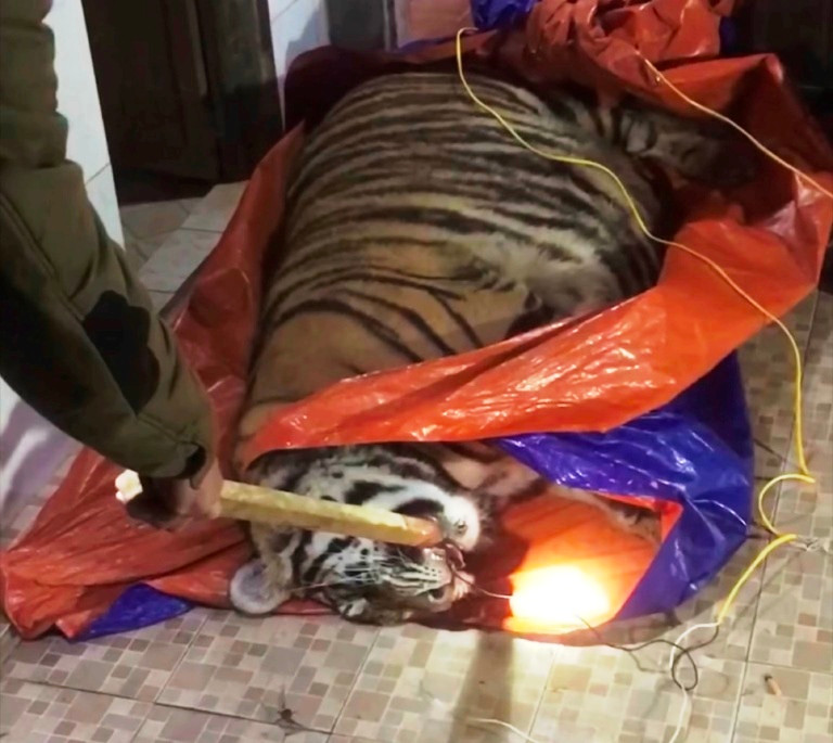 Cá thể hổ đã chết nặng khoảng 2,5 tạ.