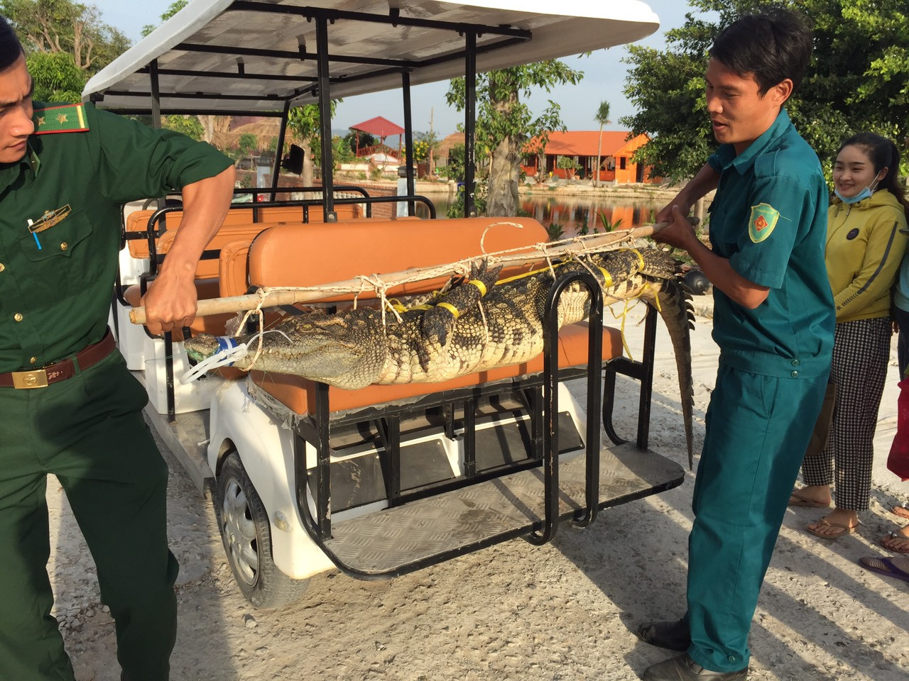Cơ quan chức năng đưa về tạm thả tại trang trại nuôi cá sấu của doanh nghiệp cạnh đó chờ xử lý.