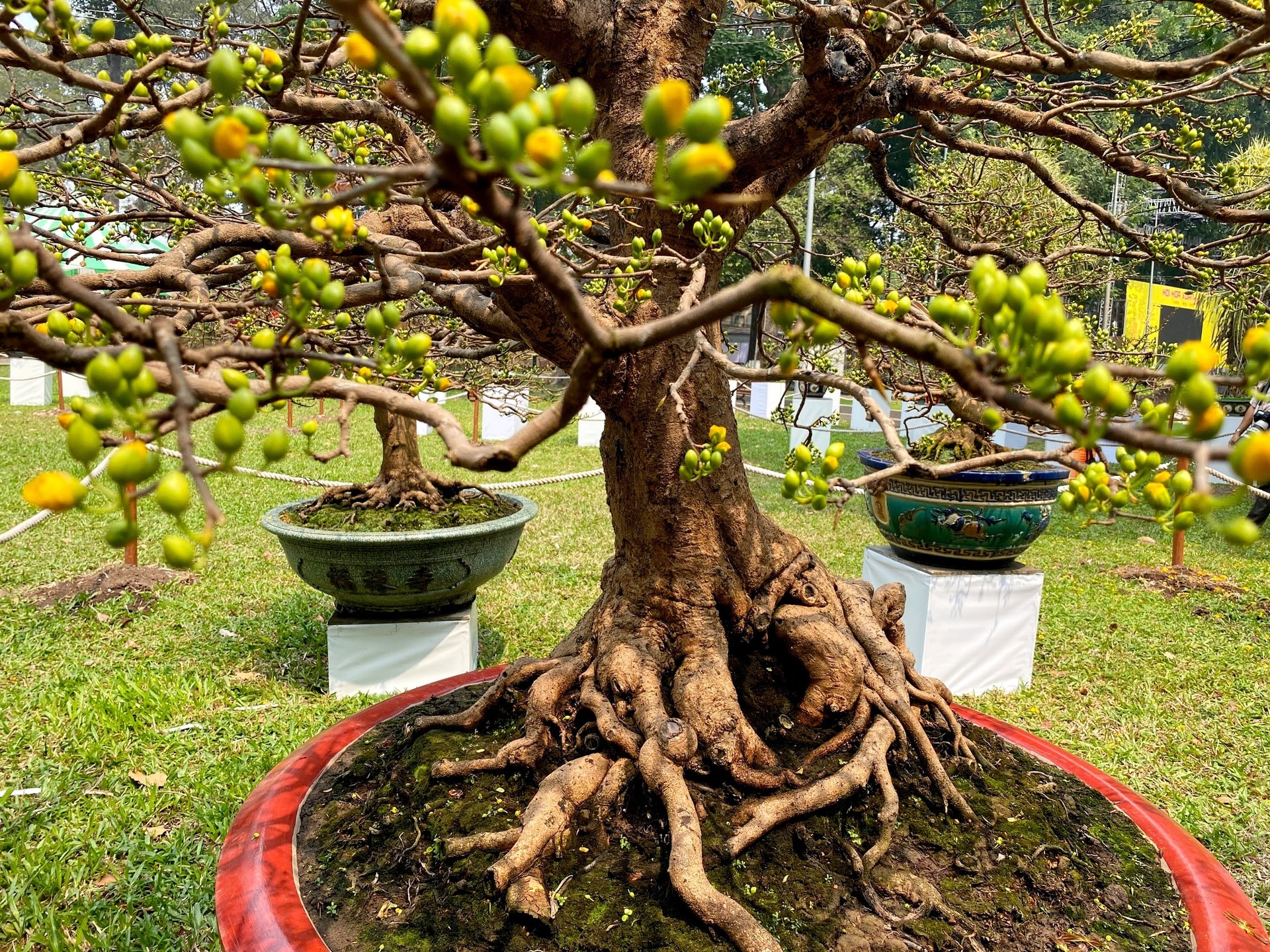 Những cây mai cổ thụ trổ đầy nụ chờ Tết. Ảnh: Đại Việt.