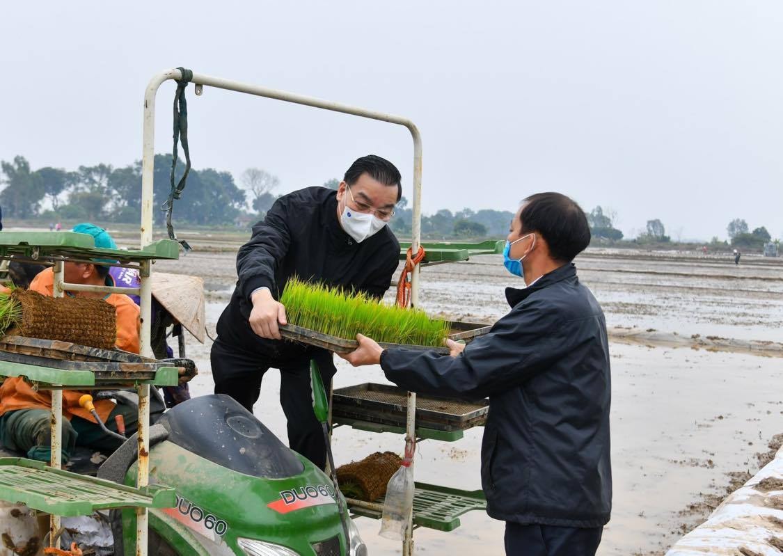 Chủ tịch UBND TP Hà Nội Chu Ngọc Anh thực hiện nghi thức cấy lúa