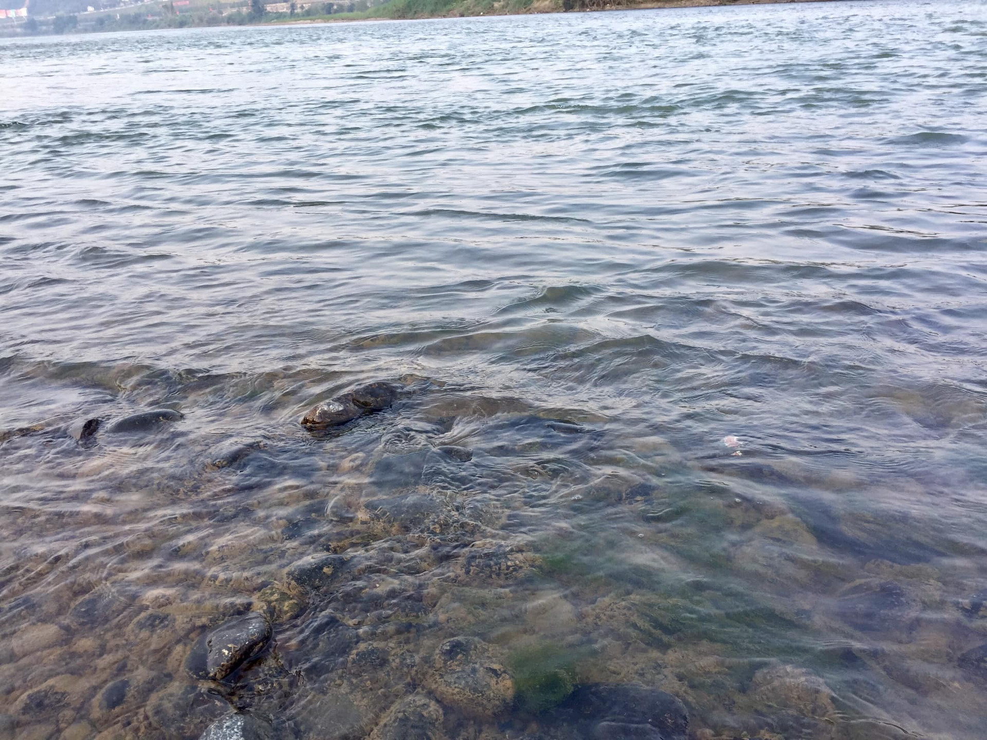 Nước sông Hồng trong xanh tới mức cận cảnh được cả hình ảnh rong rêu mọc xen các hòn đá cuội dưới sông.