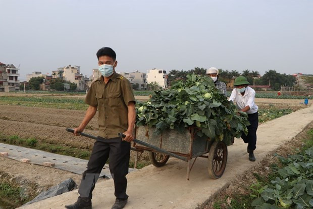 Hội viên Hội Nông dân các xã Bình Lãng, Chí Minh (huyện Tứ Kỳ) đã tới thu hoạch su hào, bắp cải giúp nông dân thôn Ô Mễ, xã Hưng Đạo. (Ảnh: Mạnh Minh/TTXVN).