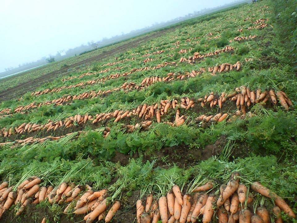 Cà rốt được bày la liệt trên cánh đồng của tỉnh Hải Dương.