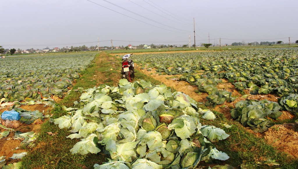 Những người trồng rau tại huyện Diễn Châu mất ăn, mất ngủ vì khi đến mùa thu hoạch không biết bán cho ai.