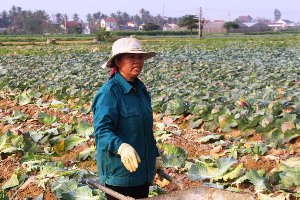 Bà Nguyễn Thị Tám cho biết, chưa năm nào trồng cải bắp lại mất mùa như năm nay.