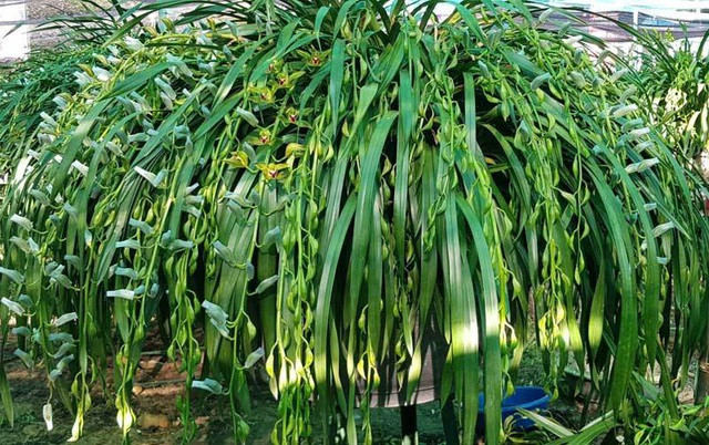 Một chậu lan Trần Mộng xanh ngọc thường có giá tới cả trăm triệu đồng.