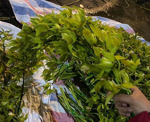 Một bó lan Trần Mộng xanh ngọc 10 cành giá chỉ khoảng 70.000-80.000 đồng.