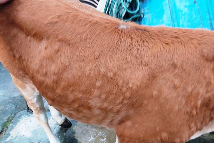 Hiện đã có 558 con trâu, bò ở Ninh Bình mắc bệnh viêm da nổi cục.