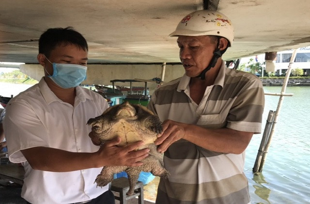 Rùa cá sấu mắc lưới ngư dân tỉnh Bình Định đã được bàn giao cho cơ quan chức năng (Ảnh: Chi cục Thủy sản Bình Định).