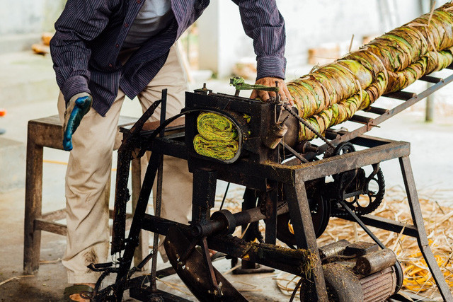 Người dân Vĩnh Bảo sử dụng máy móc trong thu hoạch thuốc lào.