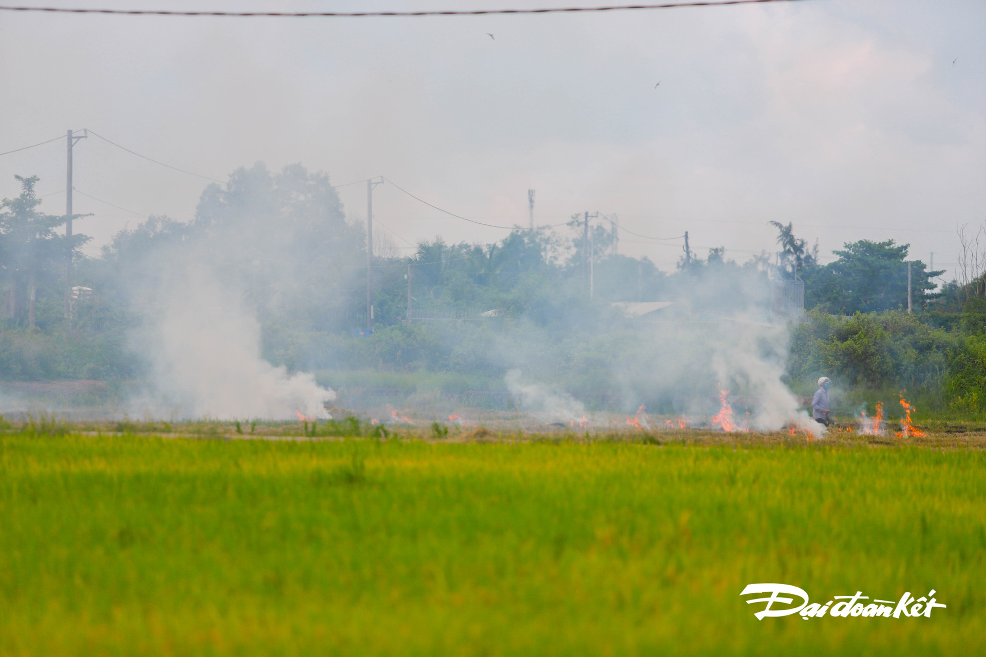 Một cánh đồng đang được đốt rơm sau khi đã thu hoạt.