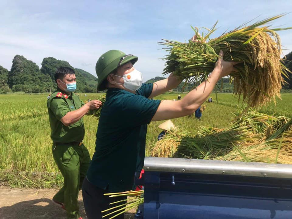 Bí thư Huyện ủy Như Thanh xuống đồng hỗ trợ người dân thị trấn Bến Sung gặt lúa.