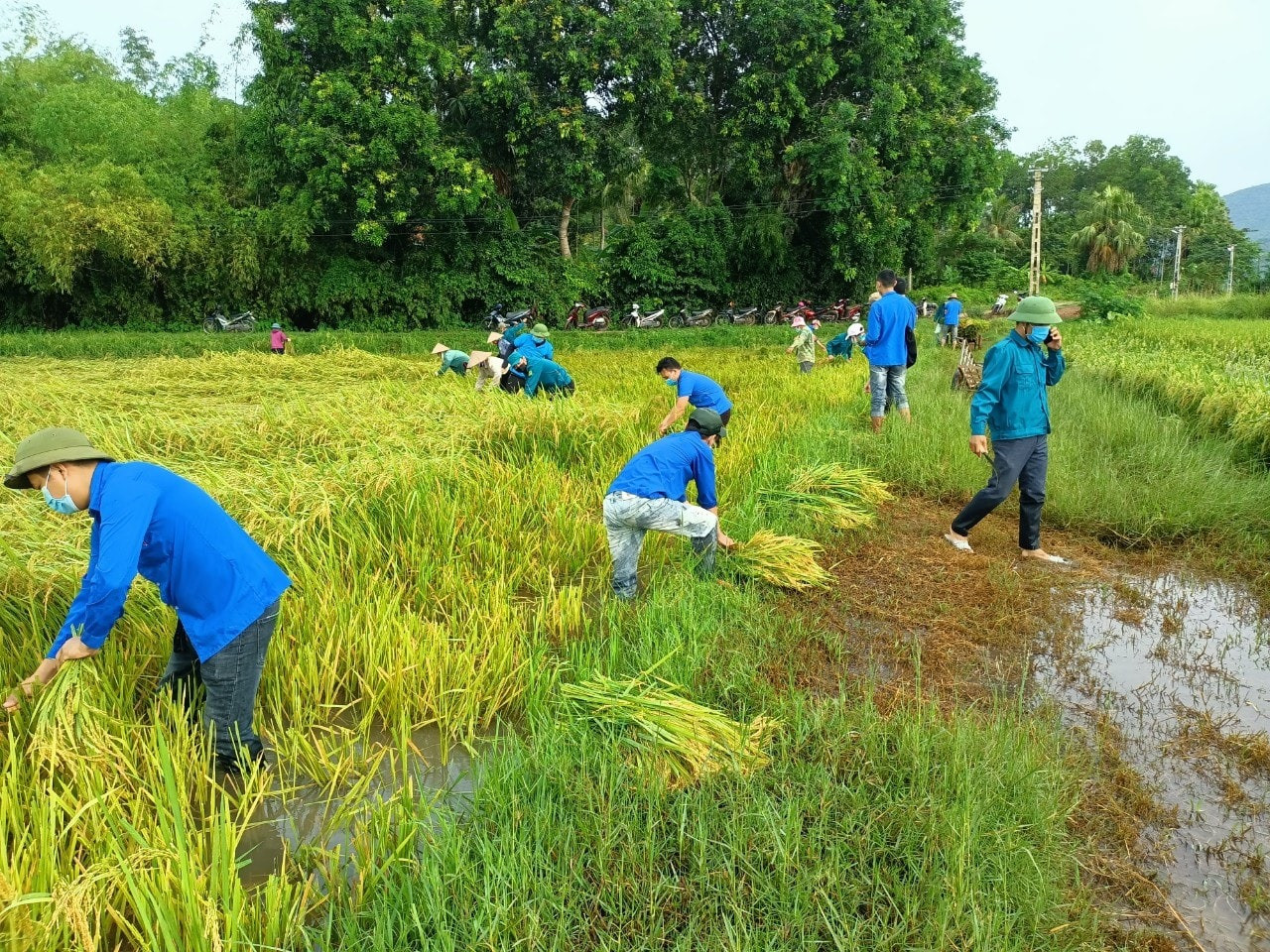Các đoàn viên áo xanh xuống ruộng gặt lúa giúp người dân vùng giãn cách.
