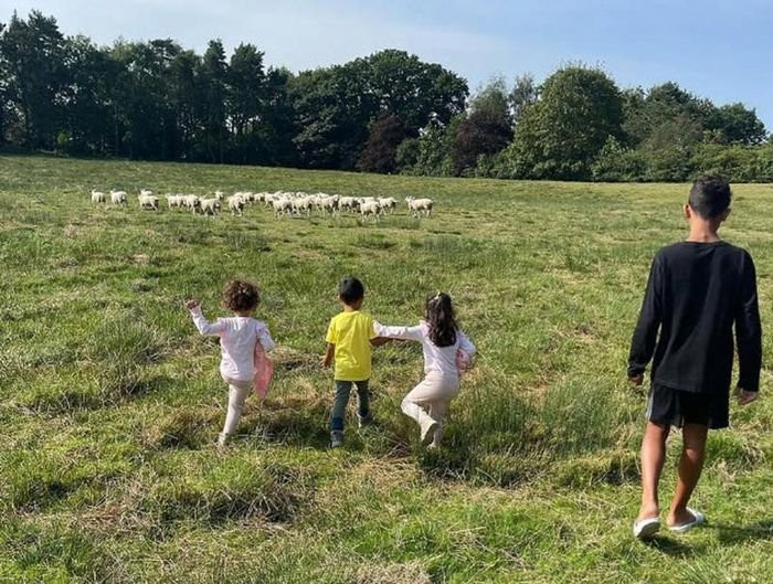 Hình ảnh các con của Ronaldo chơi đùa cùng đàn cừu được cô bạn gái Georgina Rodriguez chụp lại.