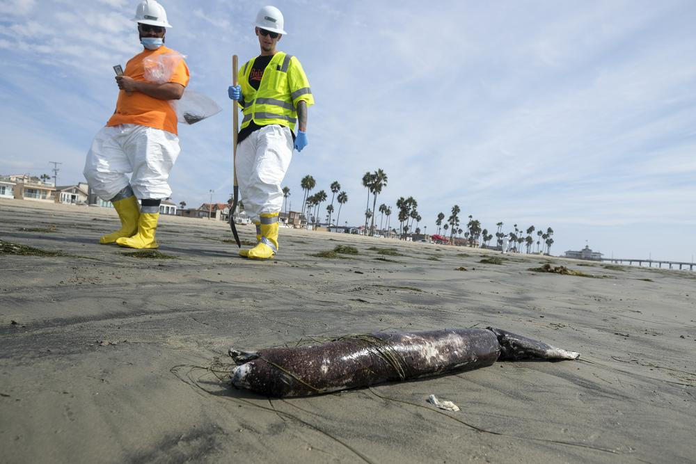 Công nhân mặc đồ bảo hộ đi qua một sinh vật biển trôi dạt vào bãi biển sau sự cố tràn dầu ở Newport Beach, California, Mỹ. Ảnh: AP.