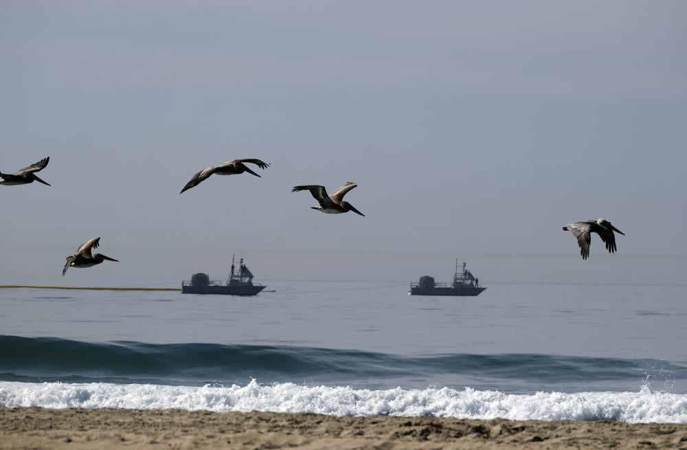 Đàn bồ câu bay qua bãi biển sau sự cố tràn dầu ở Huntington Beach, California, Mỹ. Ảnh: AP.