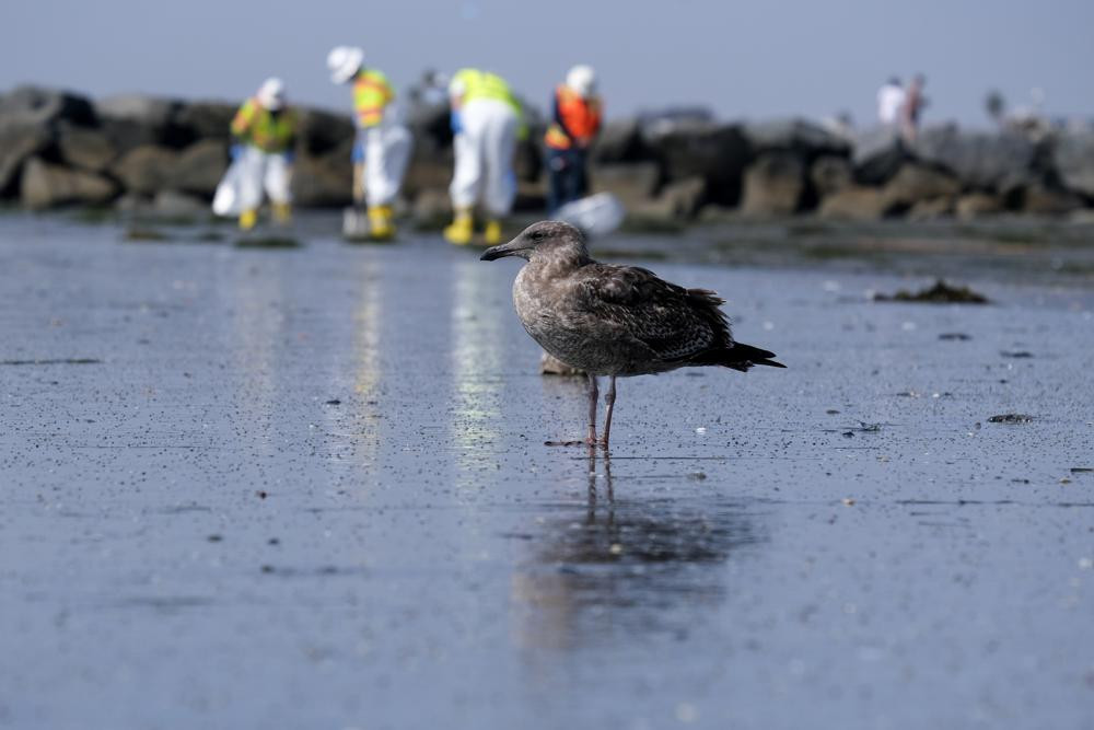 Một con mòng biển nghỉ ngơi trong khi các công nhân đang làm sạch dầu thô trên bãi biển Nam California, Mỹ sau cự cố tràn dầu ngày 2/10. Ảnh: AP.