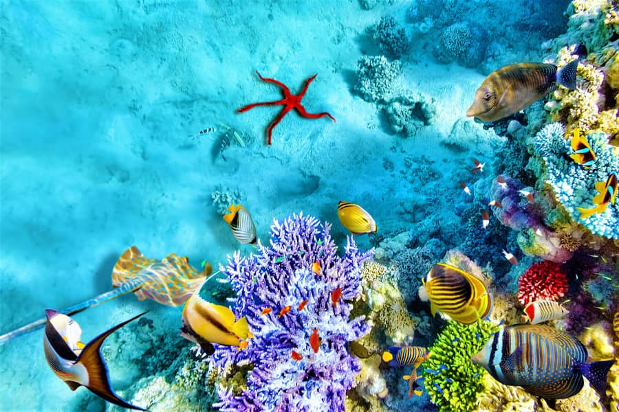 Những rạn san hô vòng tuyệt mỹ tại quần đảo Hawaii được ví như một tác phẩm nghệ thuật kỳ diệu của mẹ thiên nhiên (ảnh shutterstock).