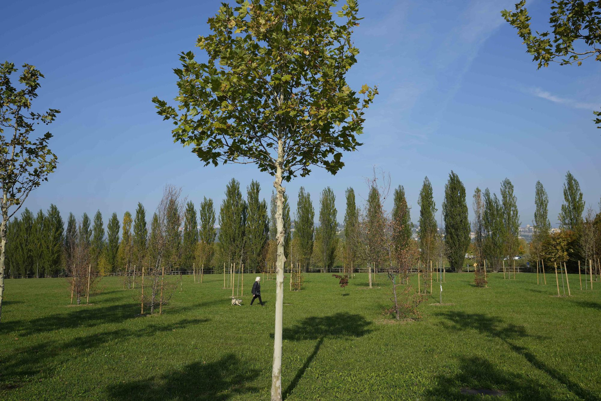 Khu rừng Ký ức, được tạo ra để tưởng nhớ những người đã chết vì COVID-19, tại Parco della Trucca, ở Bergamo, Ý