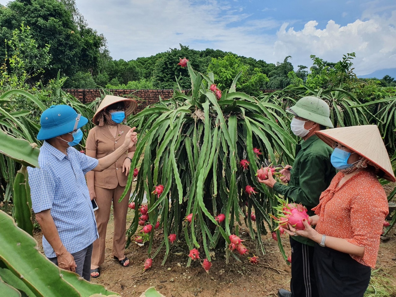 1.Mô hình trồng cây thanh long tại xã Quảng Chính (huyện Hải Hà) cho thu hoạch với năng suất và hiệu quả kinh tế cao.