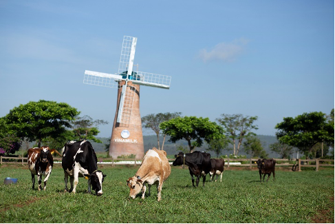 Vinamilk hiện có 2 trang trại bò sữa organic tại Việt Nam và dự án tổ hợp trang trại organic tại Lào dự kiến sẽ đi vào hoạt động đầu năm 2022