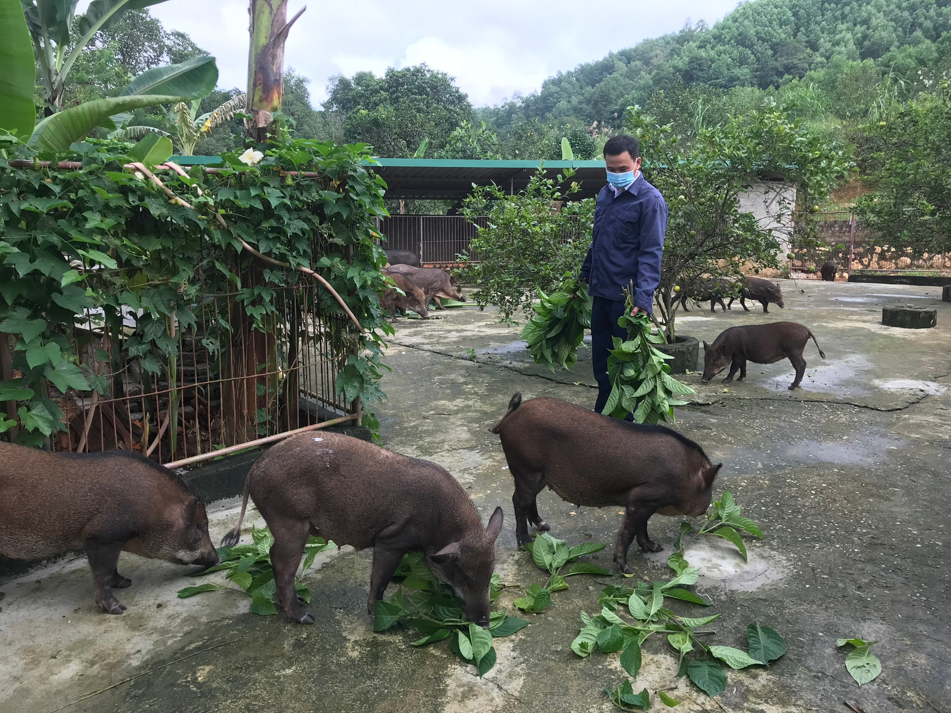 Mô hình chăn nuôi lợn rừng tuần hoàn mang lại hiệu quả kinh tế cao cho người dân huyện Hương Sơn.