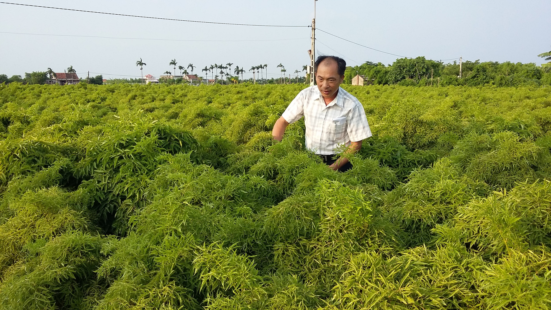 Mô hình trồng cây đinh lăng kết hợp đào ao nuôi cá ở xã Hải Châu, huyện Hải Hậu
