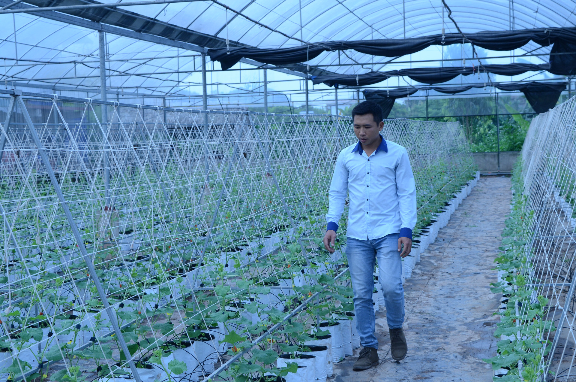 Mô hình trồng rau, dưa trong nhà lưới ở huyện Mỹ Lộc