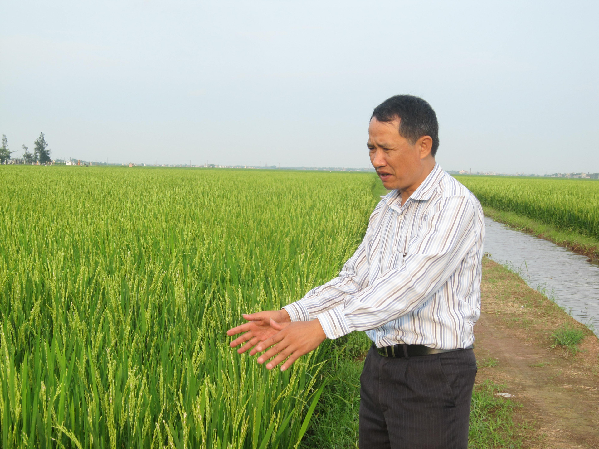 Cánh đồng lúa thẳng cánh cò bay sau dồn điền đổi thửa ở huyện Trực Ninh