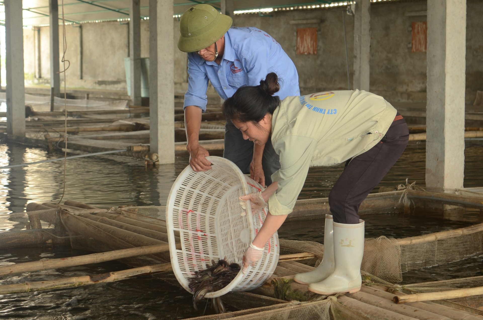 Nghề nuôi cá bống bớp cho thu nhập cao ở huyện Nghĩa Hưng