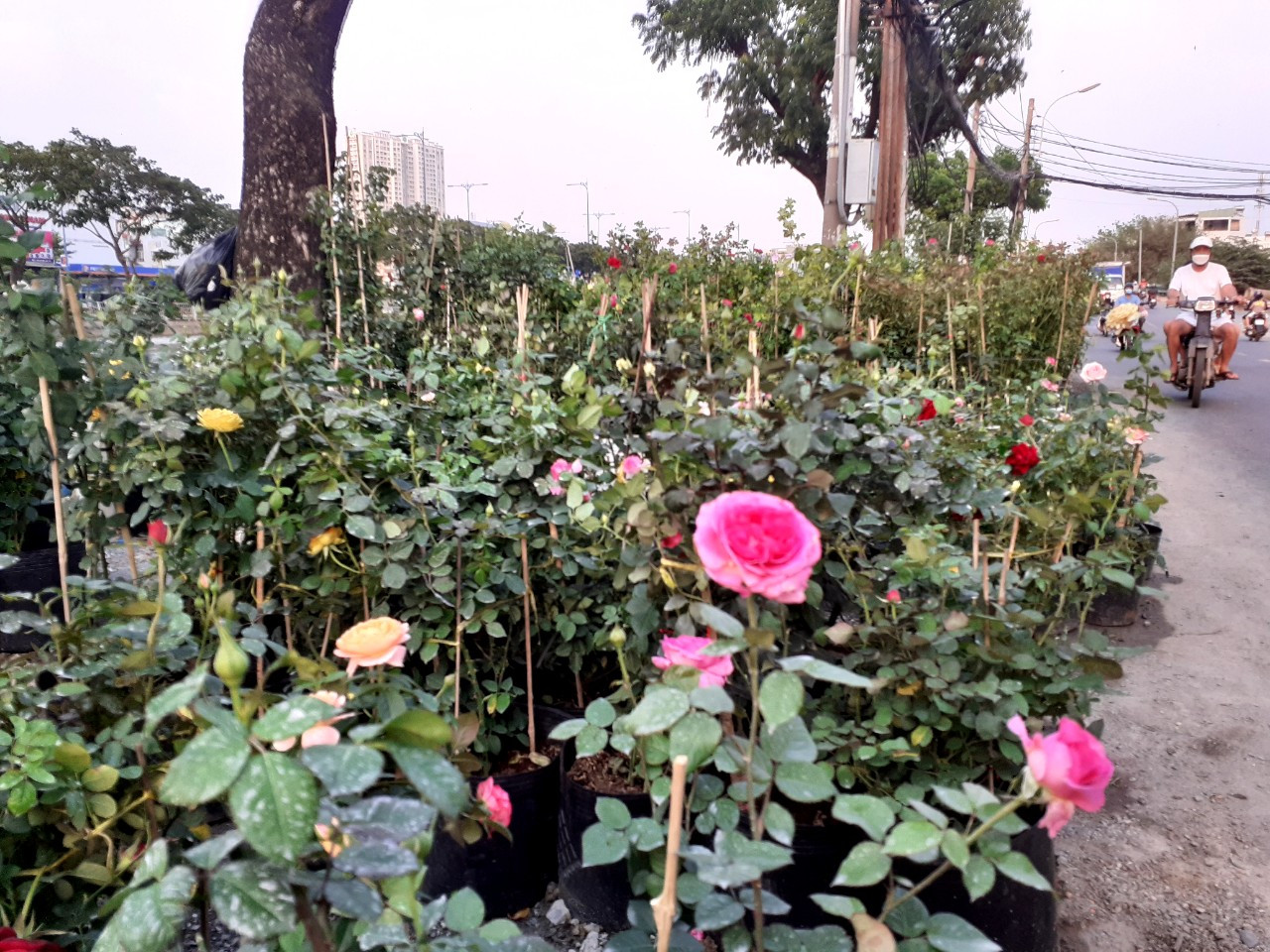 Hoa hồng được bày bán dọc bến Bình Đông (Quận 8).