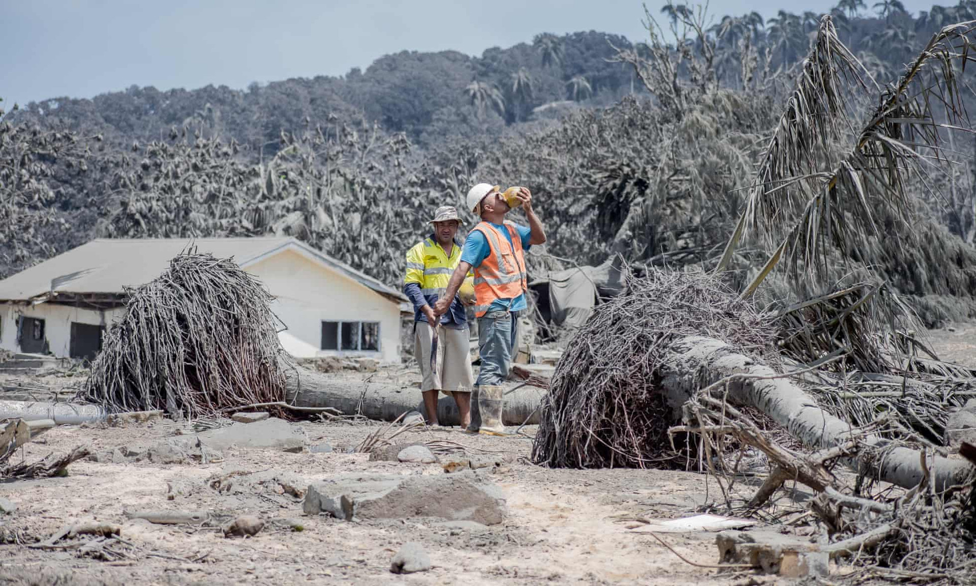 Không có nước sạch trên đảo Nomuka sau thảm họa, người dân sẽ uống nước dừa từ những cây đổ trong khi dọn dẹp tàn dư. Ảnh: Leki Lao / The Guardian.